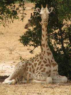 09 Girafon A L Ombre Le Midi